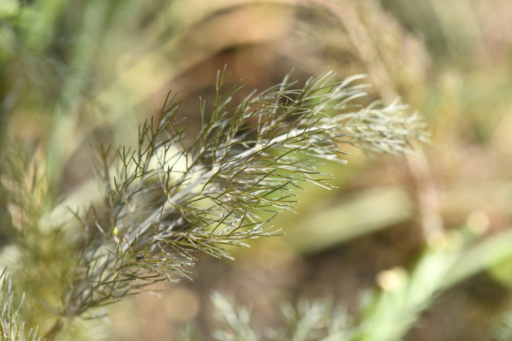 Girl, Dug, Farm, Dog, Girl & Dug, Girl n Dug, San Diego, California, Specialty, Produce, Smell, Flavor, Aroma, Eye candy, Fresh, Kindergreens, Herb, Anise, Fennel, Hyssop, Sweet, Licorice, Frond, Feather, Bronze