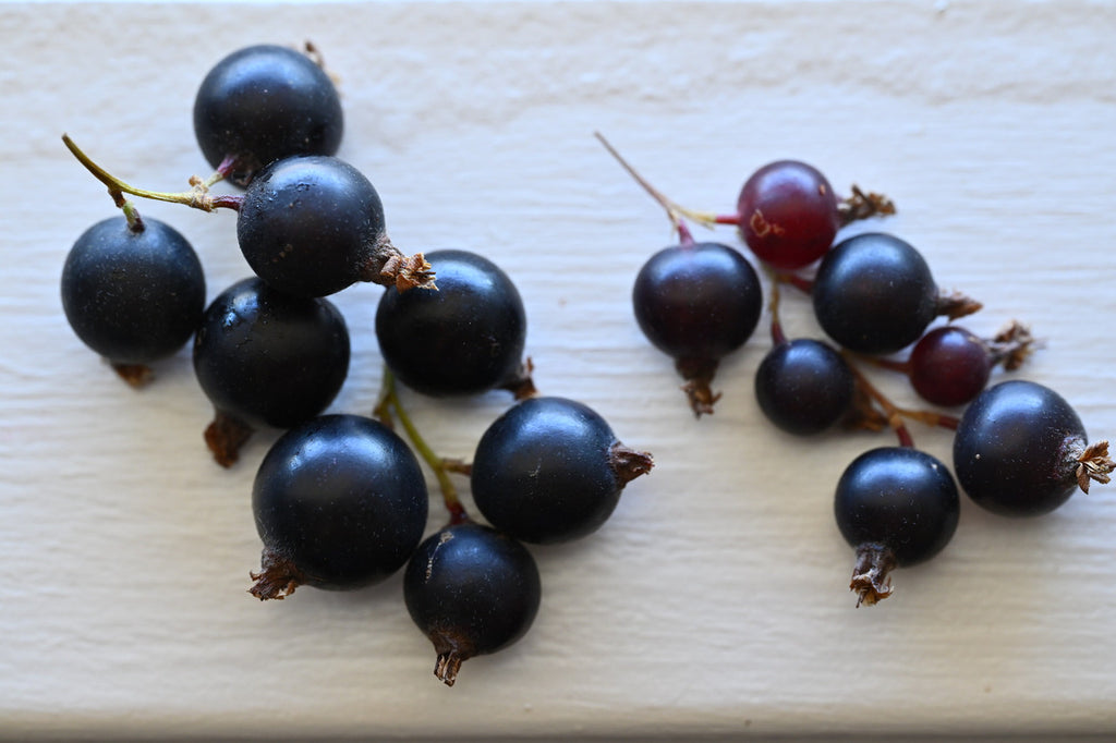 Girl, Dug, Farm, Girl & Dug, Girl n Dug, San Diego, California, Specialty, Produce, Smell, Flavor, Eye candy, Fresh, Berry, Fruit, Acidic, Tart, Sour, Bright, Apple Peel, Grape, Raisin, Plum, Prune, Currant, Clove, Giant Missouri