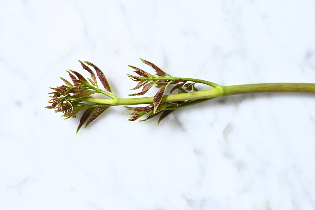 Girl, Dug, Farm, Girl & Dug, Girl n Dug, San Diego, California, Specialty, Produce, Smell, Flavor, Eye candy, Kindergreens, Greens, Leaf, Fresh, Vegetable, Veggies, Korean, Japanese, Chinese, Asian, Aralia, Durup, Dureup, 두릅, Mountain Vegetable, Angel