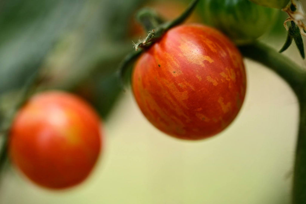 Girl, Dug, Farm, Girl & Dug, Girl n Dug, San Diego, California, Specialty, Produce, Smell, Flavor, Eye candy, Tomato, sweet, cherry, fruity, red, stripe, orange, savory, vegetal, thin skin